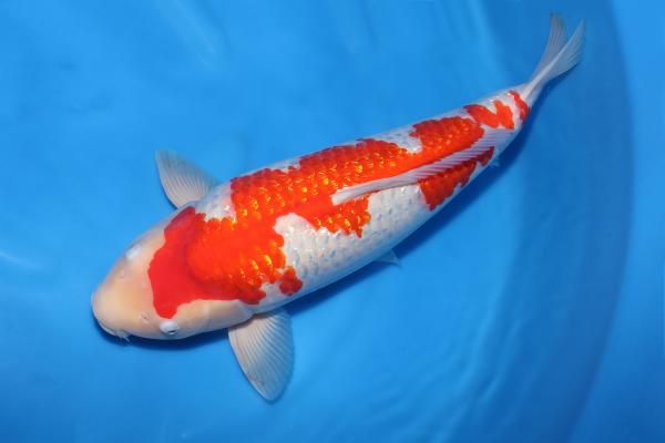 銀鱗紅白♀　53㎝