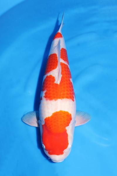 紅白♀　55㎝