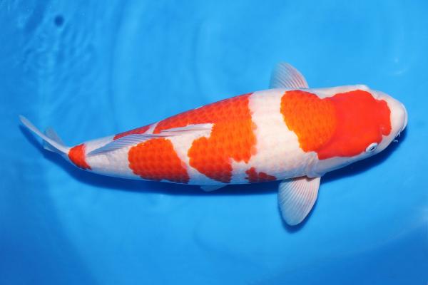 紅白♀　55㎝