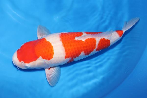 紅白♀　55㎝