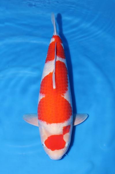 紅白♀　54㎝