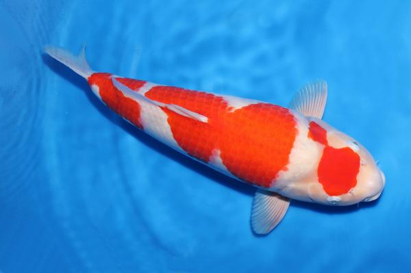 紅白♀　54㎝