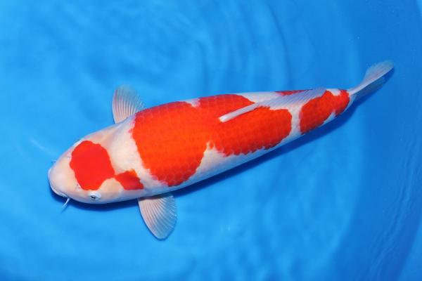 紅白♀　54㎝