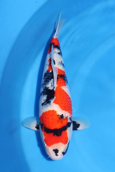 昭和♀　49㎝