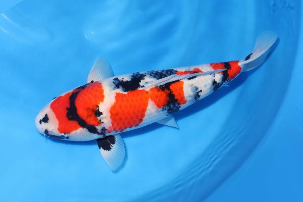 昭和♀　49㎝