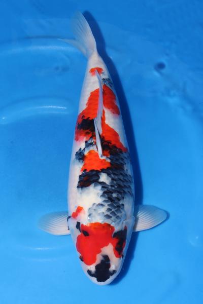 昭和♀　53㎝