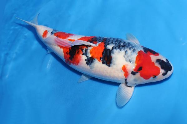 昭和♀　53㎝