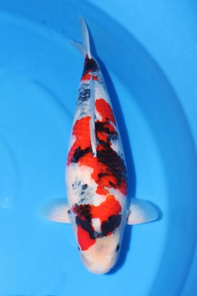 昭和♀　55㎝