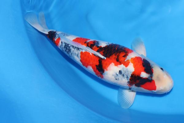 昭和♀　55㎝