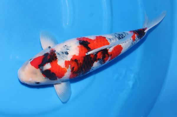 昭和♀　55㎝
