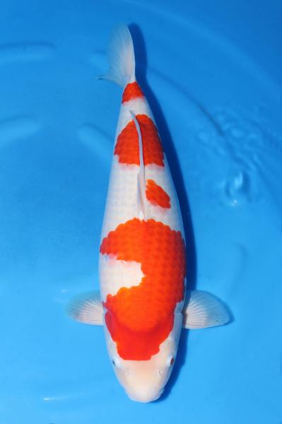 昭和♀　58㎝