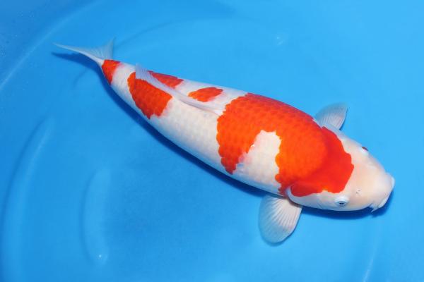 昭和♀　58㎝