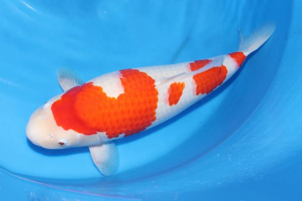 昭和♀　58㎝