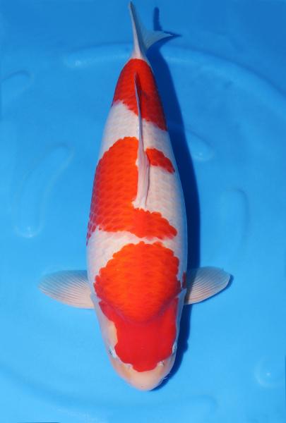 紅白♀　57㎝