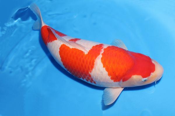 紅白♀　57㎝