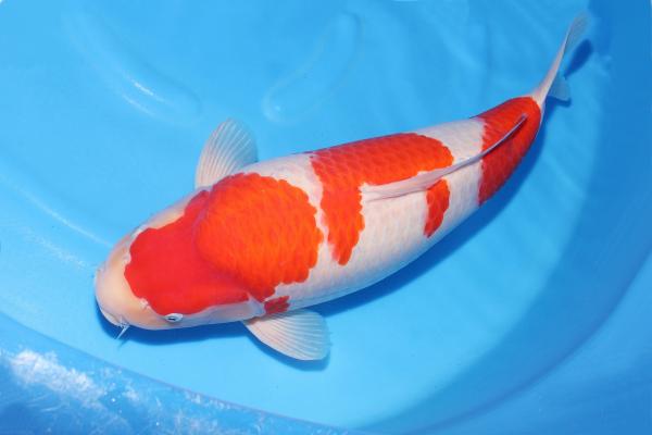 紅白♀　57㎝