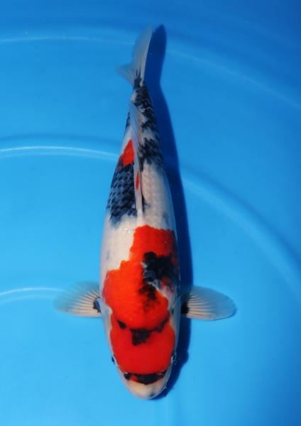 昭和♀　48㎝