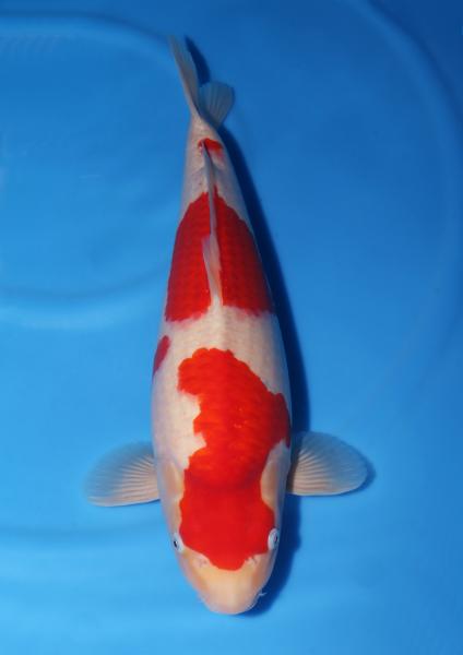 紅白♀　49㎝