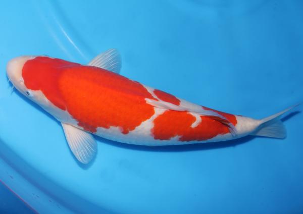 紅白♀　52㎝