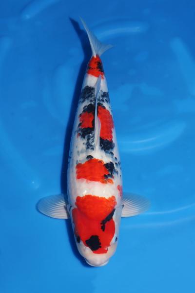 昭和♀　　51㎝