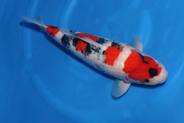 昭和♀　　51㎝