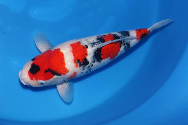 昭和♀　　51㎝