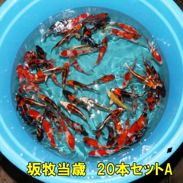 坂牧当歳 本セット予約販売 錦鯉通販販売 仙助