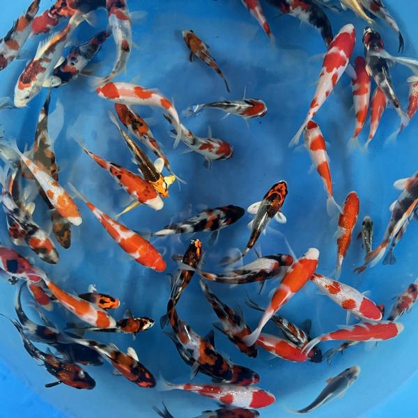 坂牧当歳A　30本セット