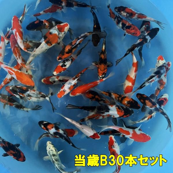 坂牧当歳B　30本セット