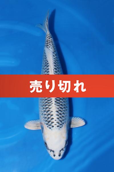 銀松葉♀　　51㎝