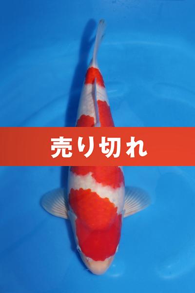 紅白♂　　42㎝