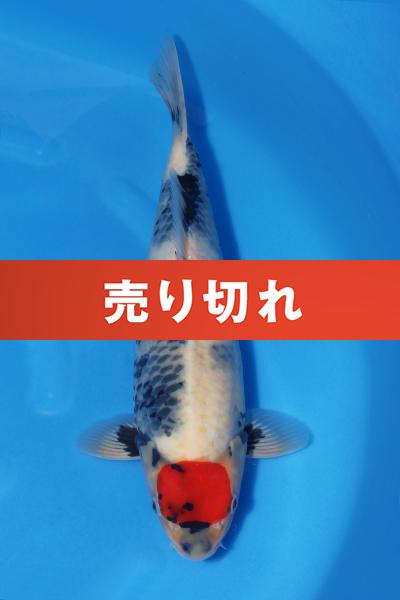 丹頂昭和♀　　43㎝