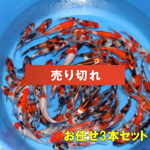 当歳 お任せ3本セット　