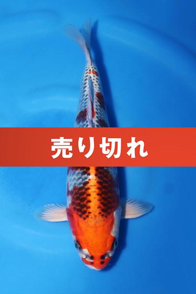 孔雀　　27㎝♀