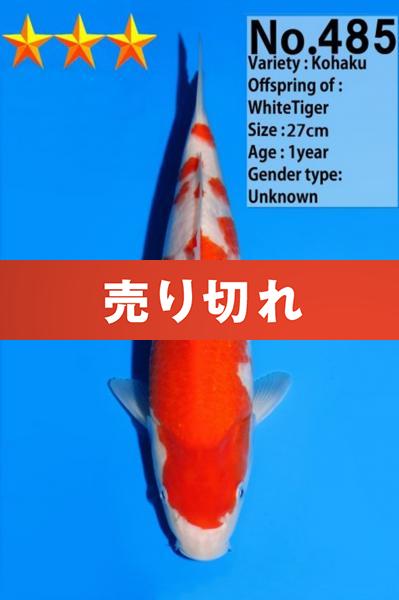 紅白　　27㎝