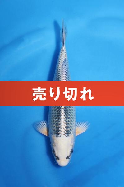銀松葉　　19㎝