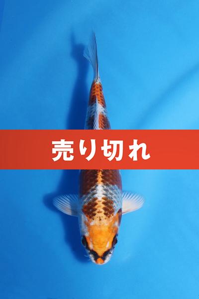 孔雀　　17㎝