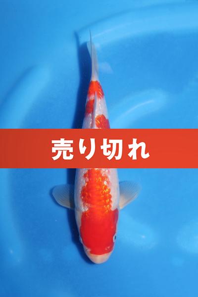 銀鱗紅白　23㎝