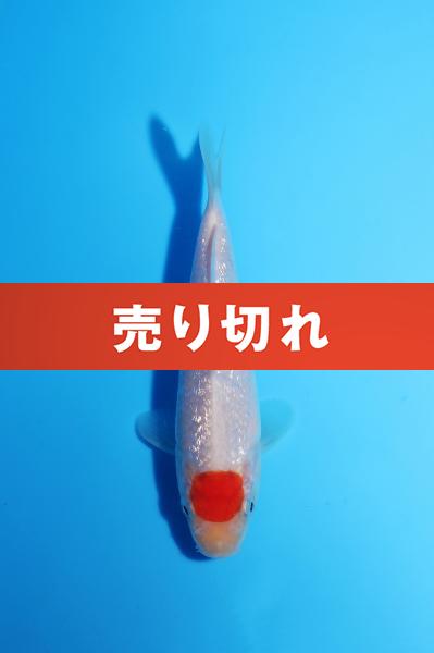 銀鱗丹頂　13㎝