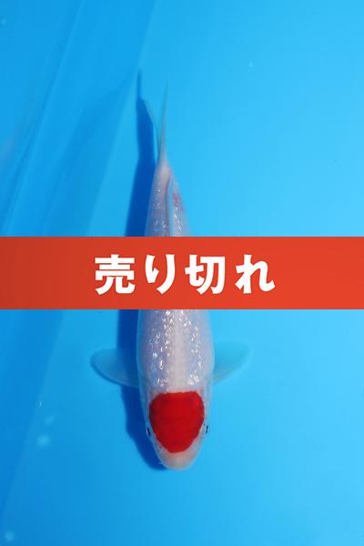 銀鱗丹頂　14㎝