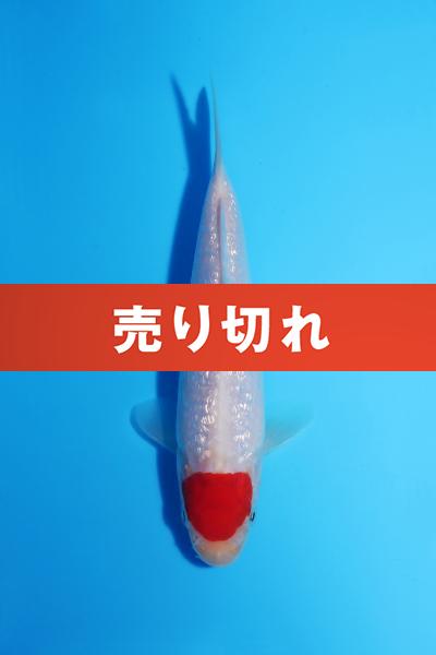 銀鱗丹頂　15㎝