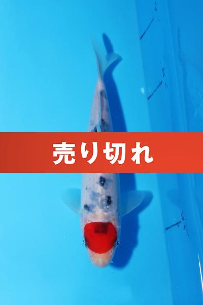 丹頂三色　16㎝