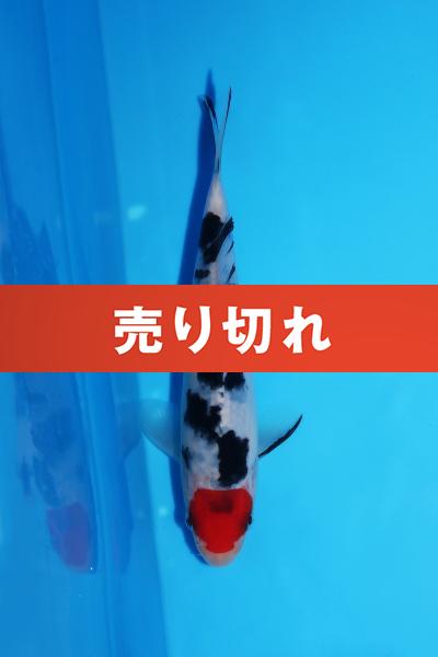 丹頂三色　16㎝