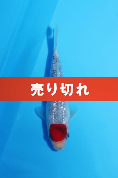 銀鱗丹頂三色　15㎝