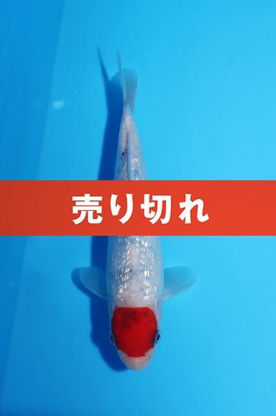 銀鱗丹頂三色　17㎝