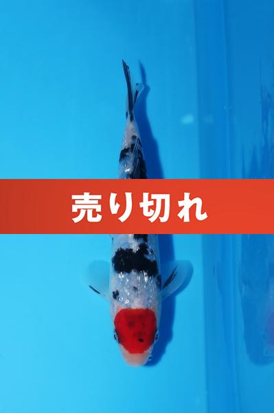 銀鱗丹頂三色　16㎝