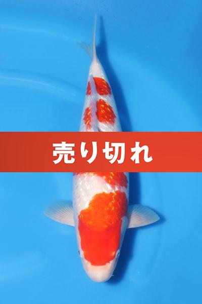 銀鱗紅白♀　　44㎝