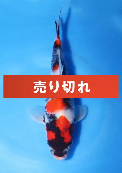 昭和　20㎝