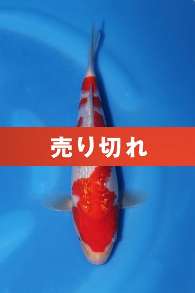 銀鱗紅白　23㎝