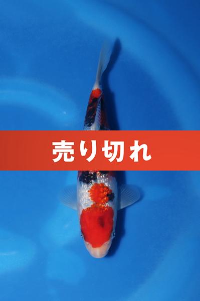 銀鱗三色　19㎝